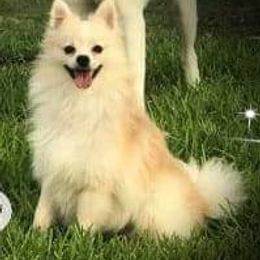 Pomeranians from Suey's Angels