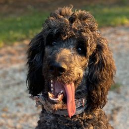 Aussiedoodles, Bernedoodles, and Goldendoodles from Imels Doodles