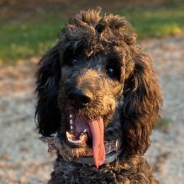 Aussiedoodles, Bernedoodles, and Goldendoodles from Imels Doodles