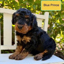 Blue Prince - Phantom male Bernedoodle puppy in Midland, Michigan from Northern Charm Farm