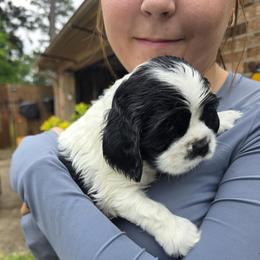 BOY BLUE - Black and white male Cocker Spaniel puppy in Longview, Texas from Allison Cocker Spaniel Pup's