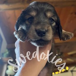 Rosie Posie - Cream female Dachshund puppy in Lansing, Michigan from Swedoxies