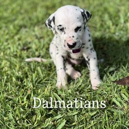 Dalmatian Puppies from Louisiana Roux Dalmatians