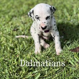 Dalmatian Puppies from Louisiana Roux Dalmatians
