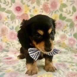 Prancer - 2500- traveling to North Carolina for delivery - Black and cream male Dachshund puppy in Biloxi, Mississippi from Southern Doxies Ms