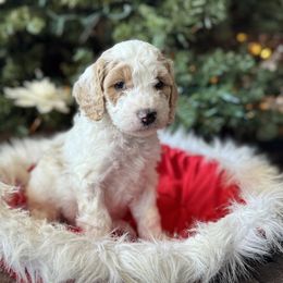 Labradoodles from Ritchie Family Puppies