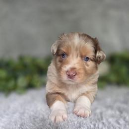 Skittles - Red merle female Australian Shepherd puppy in Summerville, South Carolina from Flowertown Aussies