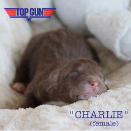 Charlie - Red tri-color female Australian Shepherd puppy in Oklahoma City, Oklahoma from Mika’s Aussies