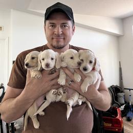 Dachshund Puppies from Dachshund Family Love Breeders