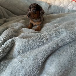 Boy puppy 1 - Dapple Dachshund puppy in Henrico, Virginia from All About Pets