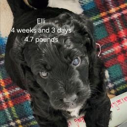 Pink collar Ella - Black and white female Bernedoodle puppy in Fairmount, Indiana from Capens' Doodles,Poodles and Poo's