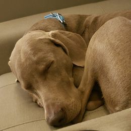 Weimaraners from Janet's Weimaraners