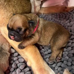 Pink: Red fawn  Female OFA'd parents - Fawn female French Bulldog puppy in Billings, Montana from Montana Made Frenchies