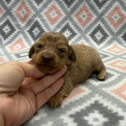 GIRL 2 - Cream female Dachshund puppy in Hoover, Alabama from Tide Town Doxies