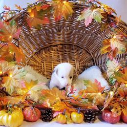 American Corgi and Pembroke Welsh Corgi Puppies from Whimsical Treasure Corgis