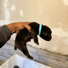 Blue - Black male Cane Corso puppy in Clinton, Mississippi from Paw City Kennel