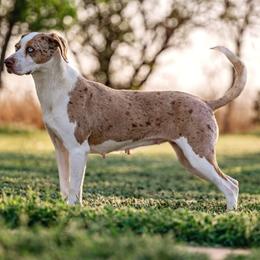 Spiders - Catahoula Leopard Dog