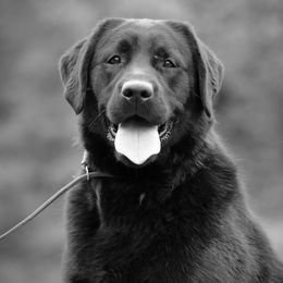Gossip - Labrador Retriever