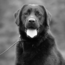 Gossip - Labrador Retriever