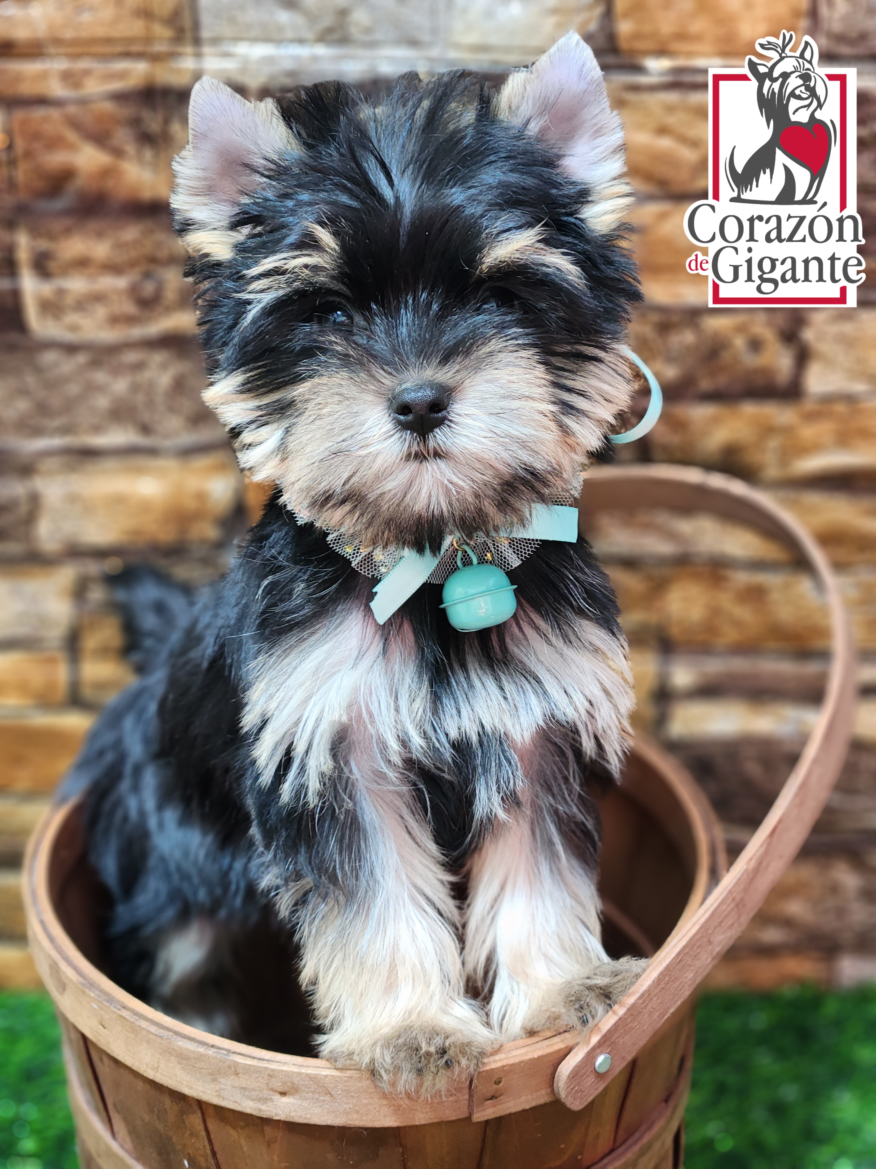 Biewer Terrier and Yorkshire Terrier Puppies from Corazón de gigante