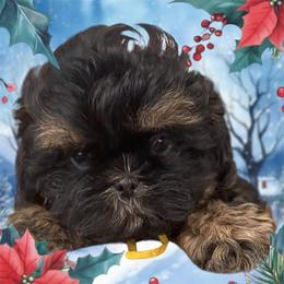 Sophie - Shih Tzu