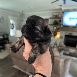 Millie - Brindle female Shih Tzu puppy in Mineola, Texas from RL Phillips Shihtzus