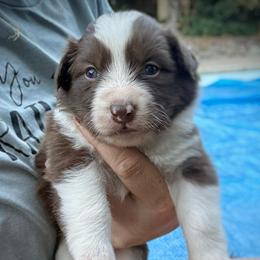 Lexi - White and red female Border Collie puppy in North Lakeport, California from Wild Rose Ranch