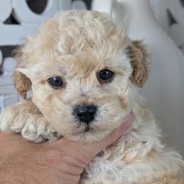 Glory - Cream female Havapoo puppy in Burlington, Iowa from River View Puppies