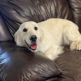 Annabelle - Golden Retriever