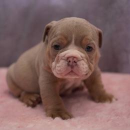Female 2 - Lilac tri-color female Bulldog puppy in Warsaw, New York from Hillview Kennels