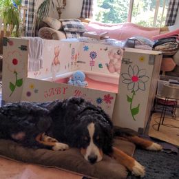 Bernese Mountain Dog Puppies from Baby Bear Bernese Kennel