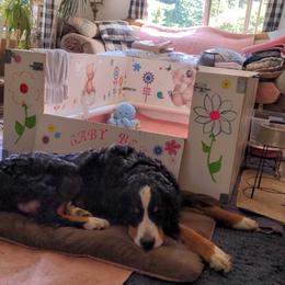Bernese Mountain Dog Puppies from Baby Bear Bernese Kennel
