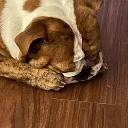 Bulldog All Grown Up from Momma Bear’s bulldogs