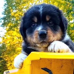 Boy 2 - Black tri-color Australian Shepherd puppy in Belews Creek, North Carolina from Tilley's Aussies