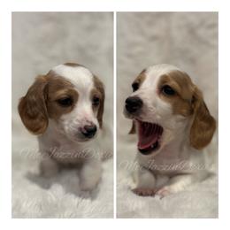 Macadamia girl (AKC) - Piebald female Dachshund puppy in Chehalis, Washington from McJazzin Doxies