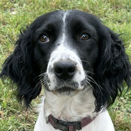 Beth - English Springer Spaniel