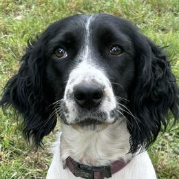 Beth - English Springer Spaniel