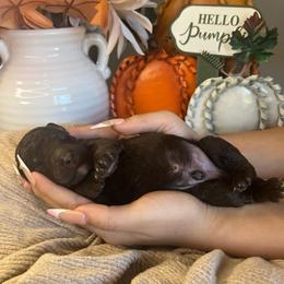 Boy 3 - Brown male Poodle puppy in Calimesa, California from Teakwood Poodles of SoCal