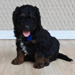 Luke - Phantom male Bernedoodle puppy in Guthrie, Oklahoma from Edmond Doodles, LLC