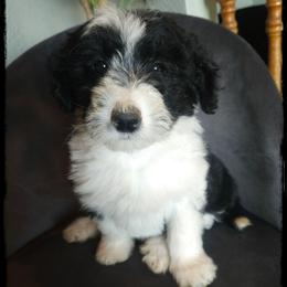 Brûlée - Black and white female Sheepadoodle puppy in Farley, Iowa from Iowa's Doodle Co.