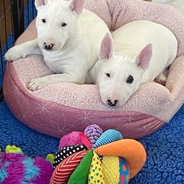 Miniature Bull Terrier Puppies from Tonka Miniature Bull Terriers