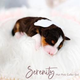 Serenity - Tri-color female Bernedoodle puppy in Mahomet, Illinois from Jordan Family Doodles