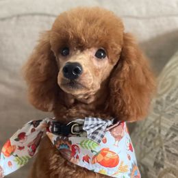Scarlet - Poodle