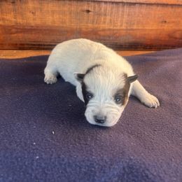 Girl 1 - Blue speckled female Australian Cattle Dog puppy in Mooresboro, North Carolina from Grog Creek Kennel