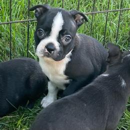 Molly - Black and white female Boston Terrier puppy in Fillmore, Illinois from Wind Hill Puppies