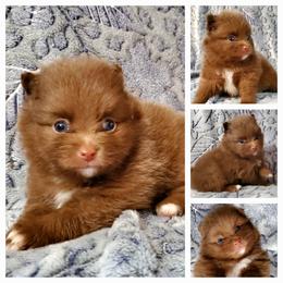 Buddy - Chocolate sable male Pomeranian puppy in Forsyth, Illinois from Amazing Grace Pomeranians