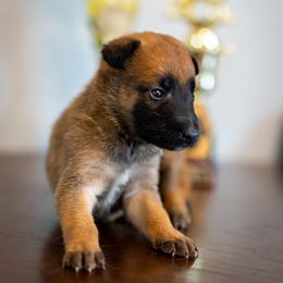 Ranger - Fawn male Belgian Malinois puppy in Lincoln, Nebraska from Nebraska K9