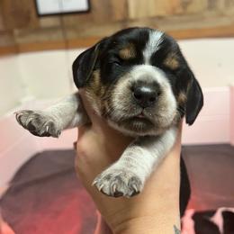 Mickey - Black tan and bluetick male Beagle puppy in Jasper, Texas from Beech Grove Beagles