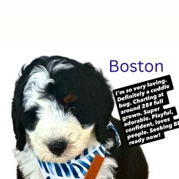 Boston - Tri-color male Bernedoodle puppy in Wellsville, Kansas from Fancy Farm Manor Doodles
