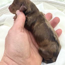 Gains - Dapple male Dachshund puppy in Exeter, California from Sawtooth Miniature Dachshunds